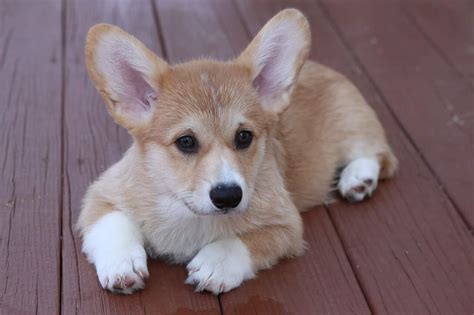 Dachshund corgi puppies. Things To Know About Dachshund corgi puppies. 